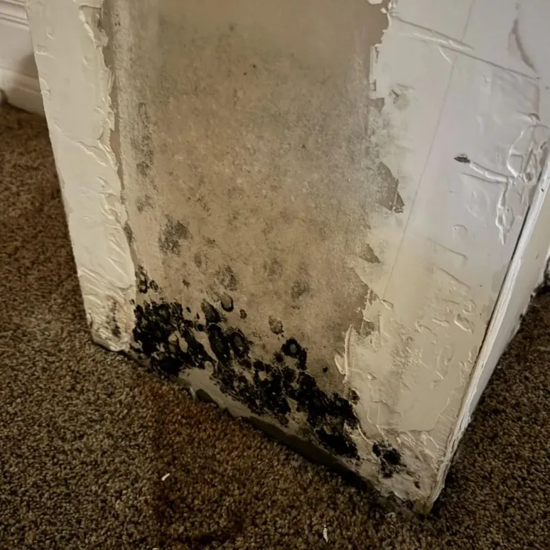 Professional Mold Removal in Marshall County, OK
